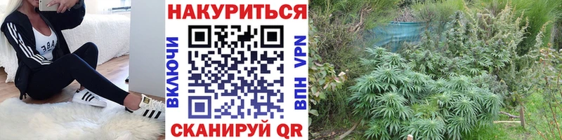 Бошки Шишки семена  Шали 